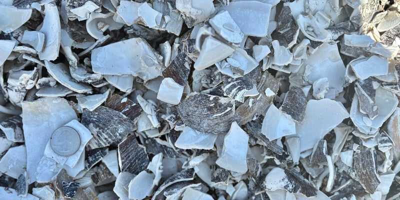 Sea Shells