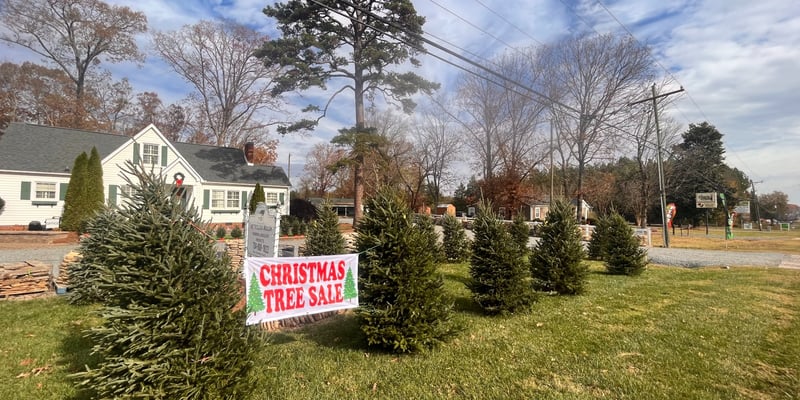 PRE ORDER Fraser Fir 6'-7'
