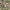 Cocoa | Medium