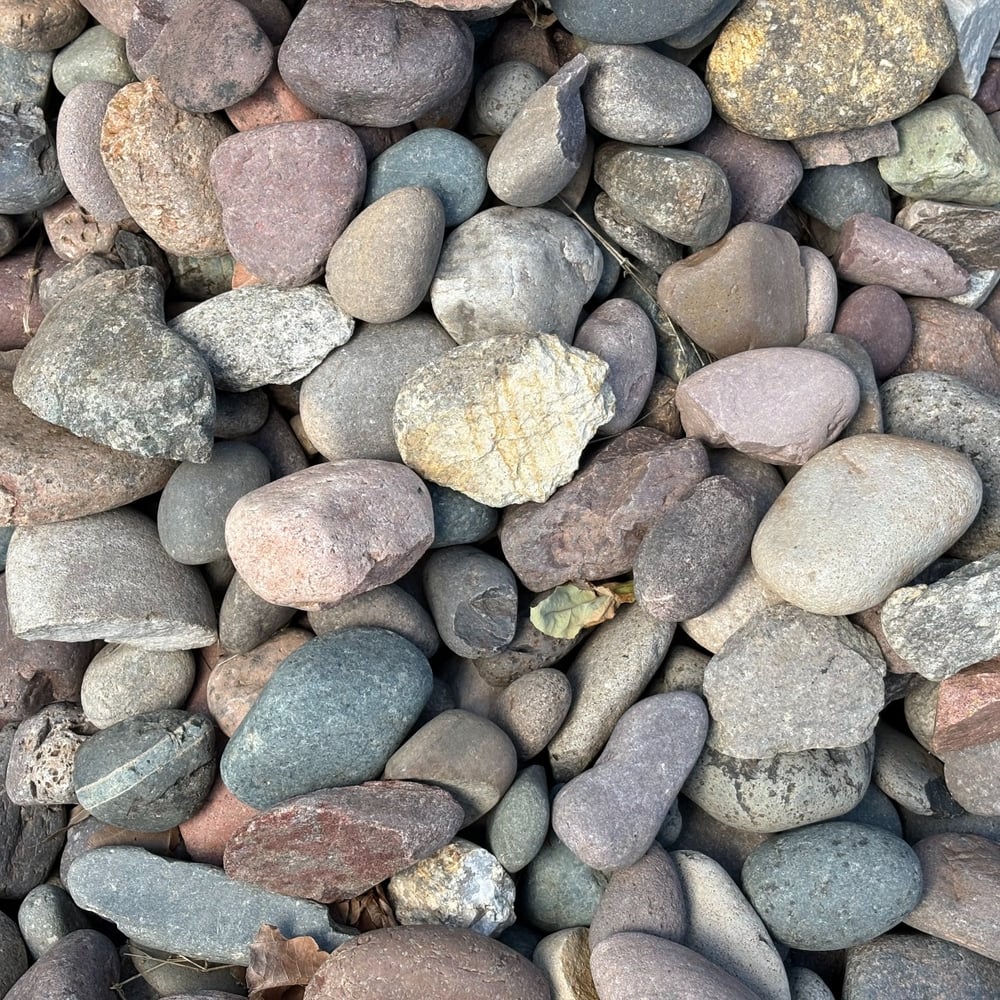 MEXICAN RAINBOW SKIPPERS 1-3 INCH