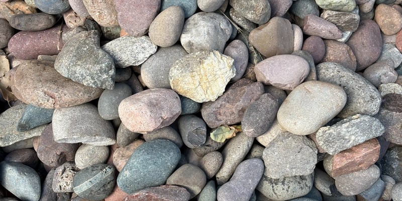 MEXICAN RAINBOW SKIPPERS 1-3 INCH