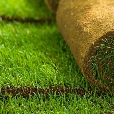 Zenith Zoysia Sod Image