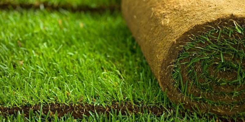 Zenith Zoysia Sod