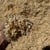 Pine Wood Shavings (Animal Bedding)