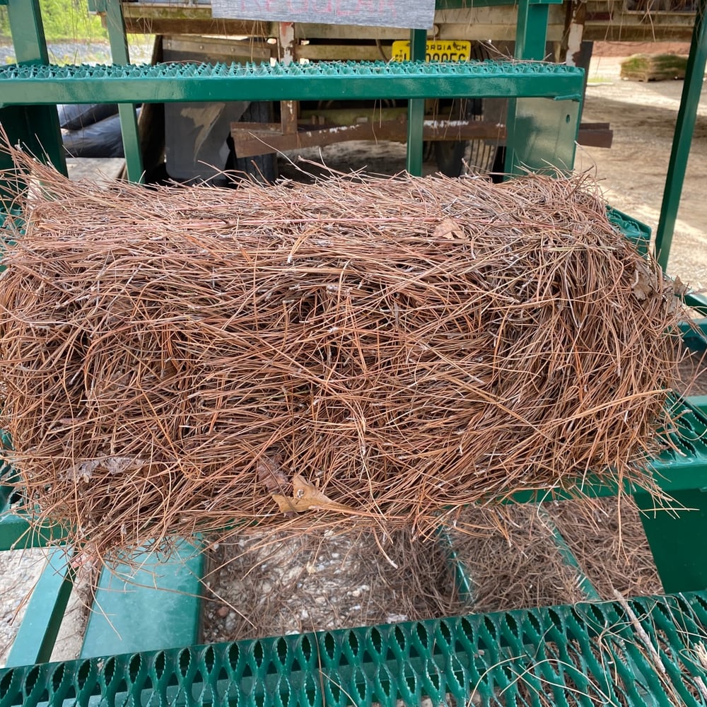 Pine Straw Regular Needle