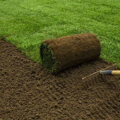 Tall Fescue Sod Image