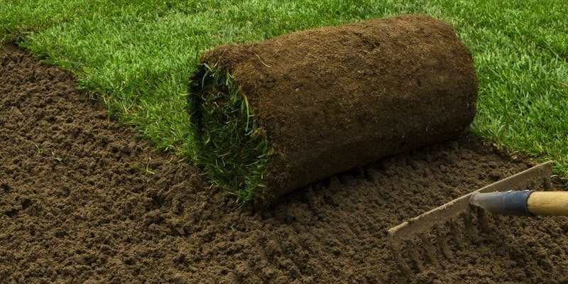 Tall Fescue Sod