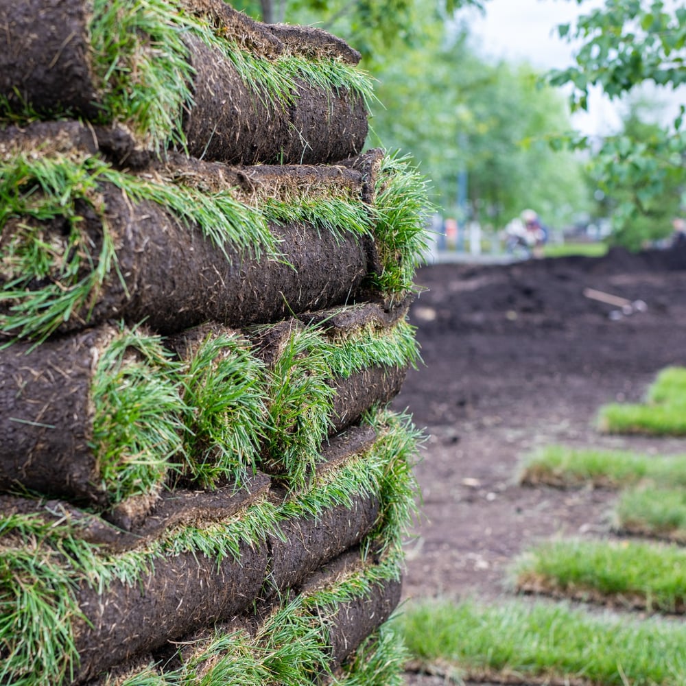 Kentuky Blue Grass Sod