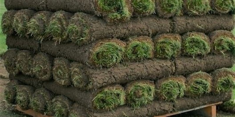 Kentucky Bluegrass Sod (Per Pallet)