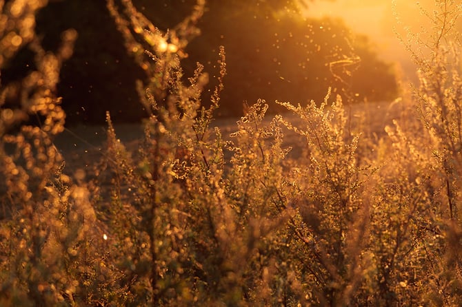 Managing Hay Fever (it’s that time of year again!