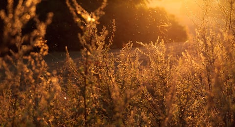 A man meditating on a tree log in a peaceful forest.