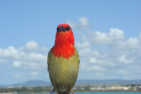 Les trésors de la nature mauricienne