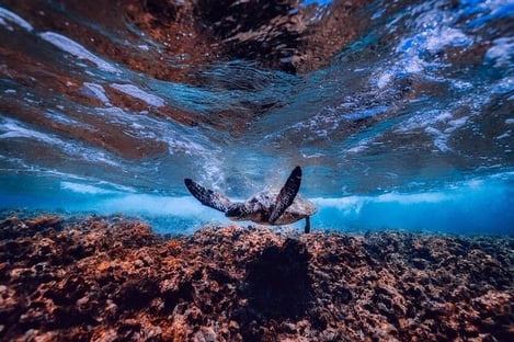 Banda: Spice Islands