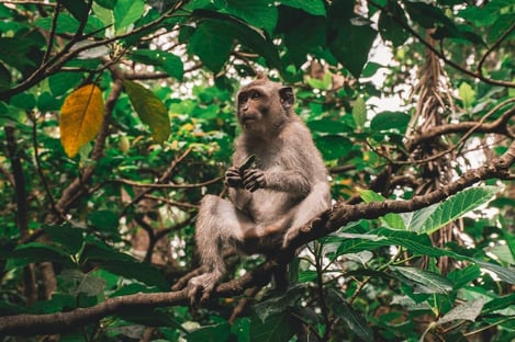 Must-See: Ubud Monkey Forest