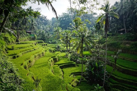 The legendary Sangeh Monkey Forest