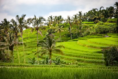 Ubud, the authentic facet of Bali