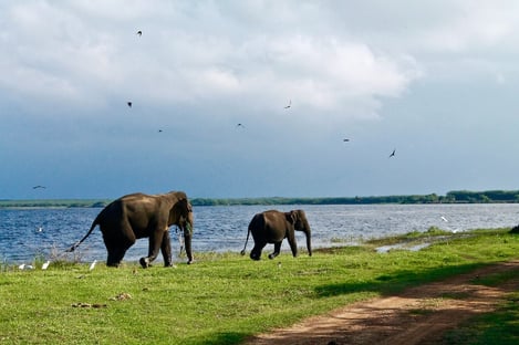 Les plus beaux parcours de randonnée au Sri Lanka