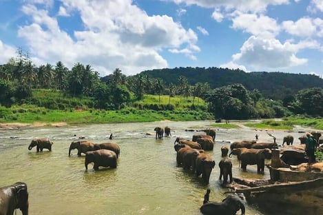 The discovery of animals