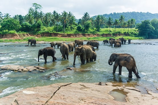 Sri Lanka