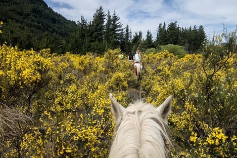 Faites une balade à cheval au Parc national de Doñana