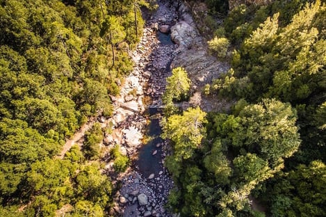 La forêt de Bonifato et la rivière Figarella