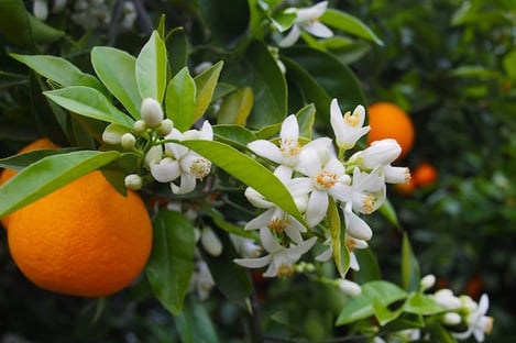La fleur d’oranger