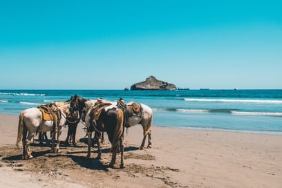 Marrakech and Horseback Ride Tours