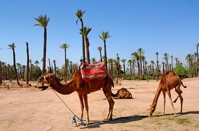 Authentic Marrakech: Explore the desert on camelback 
