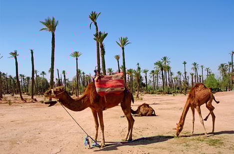 Authentic Marrakech: Explore the desert on camelback 
