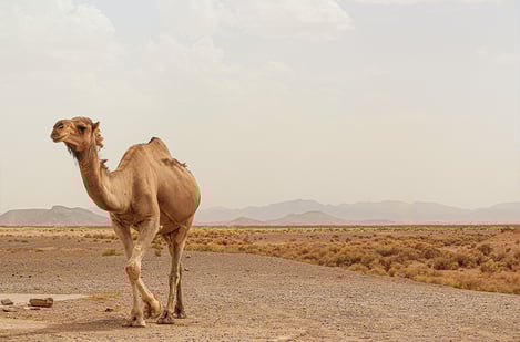 Interesting facts about camels and their role in Marrakech