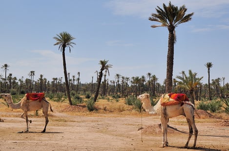 Palmeraie: Nature and relaxation