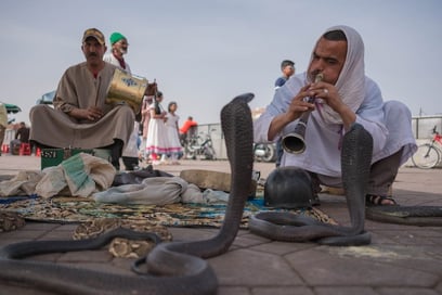 An unusual profession: snake charmers in Marrakech