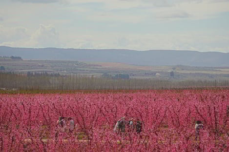 À Aitona, les fleurs de pêcher colorées illustrent la beauté du printemps en Catalogne !