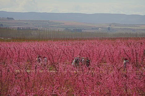 À Aitona, les fleurs de pêcher colorées illustrent la beauté du printemps en Catalogne !