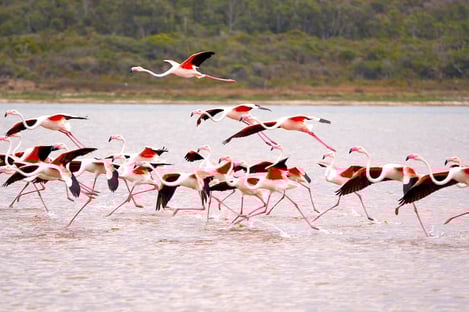 2- Pour découvrir la nature prolifique du Sud du Portugal