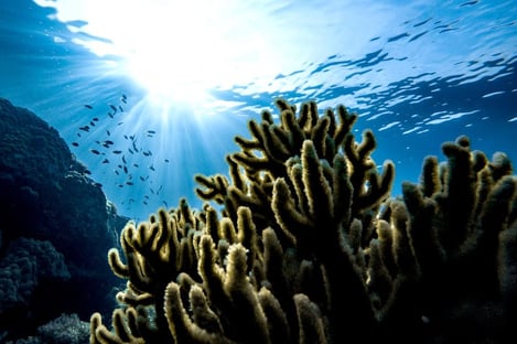 7- Pour explorer la fabuleuse vie aquatique de l’Algarve