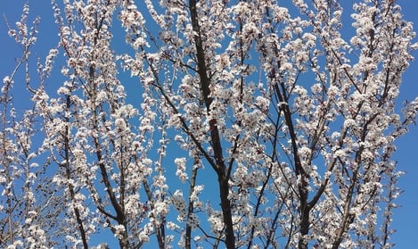 La légende des amandiers en fleurs