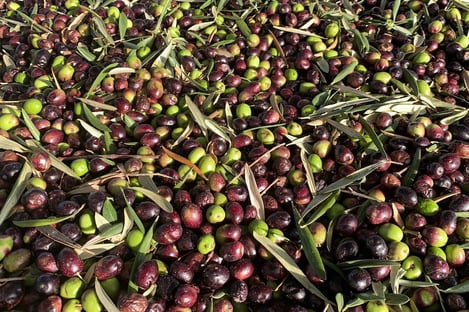De l’huile d’olive locale