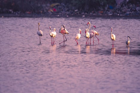 Réserve naturelle de Ria de Alvor