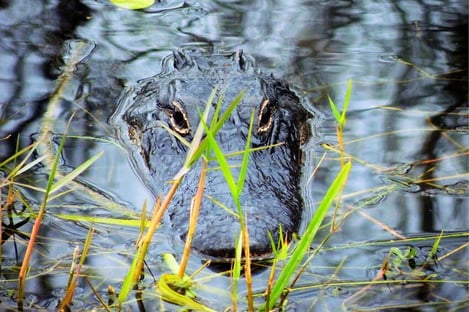 Vivre la magie des Everglades