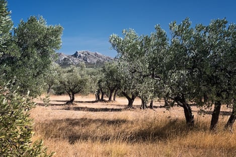 Partez explorer les parcs naturels entre Arles et Aix-en-Provence