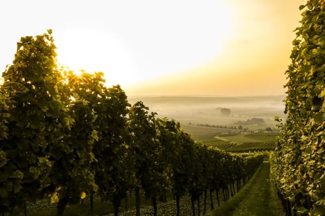 Musée du Vin Brotte Dégustation
