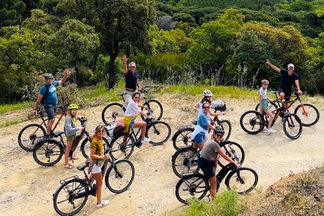 Discovering olive oil in the Alpilles