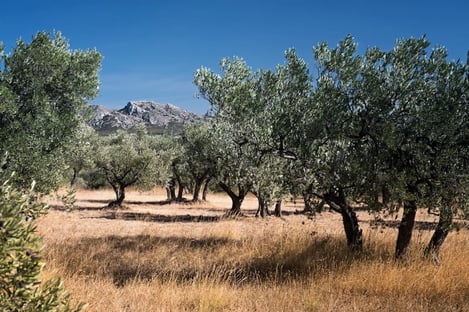Discovery of olive oil production
