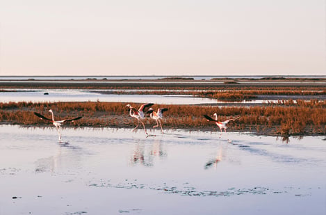 The Camargue: Wild beaches, horse riding by the sea & flamingos