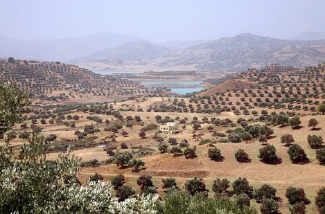 Autumn: Mild temperatures and the olive and argan harvests