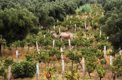 Taste local wine and discover argan oil