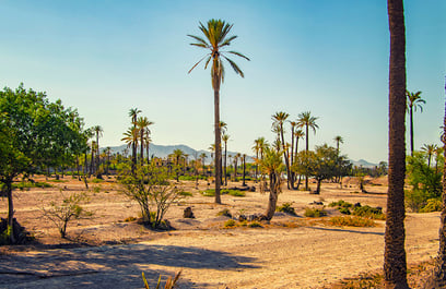 La Palmeraie de Marrakech : Une oasis magique et historique