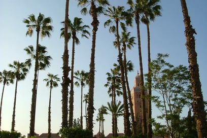 La Palmeraie : poumon vert de Marrakech