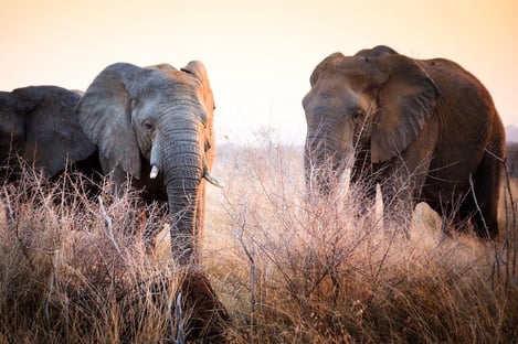 Parcs nationaux à foison